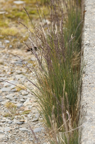 Image of Festuca contracta by no rights reserved
