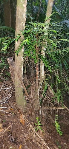 Foto de Pindaíba