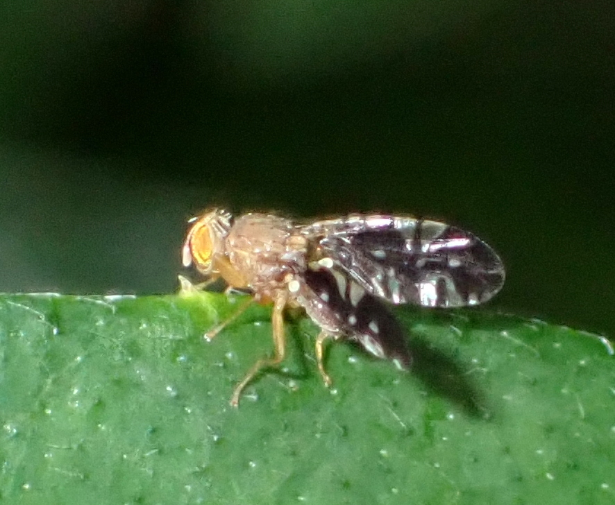 Tetreuaresta bartica