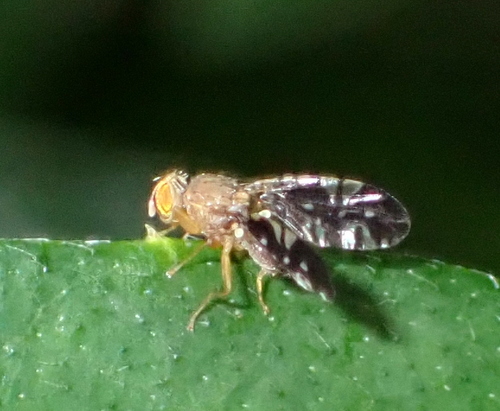 Tetreuaresta bartica