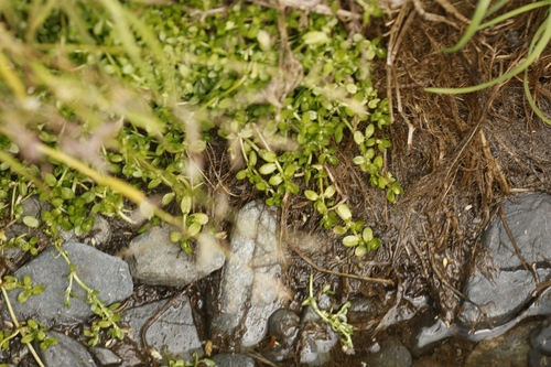 Image of Antarctic Water-Starwort (Callitriche antarctica) by no rights reserved