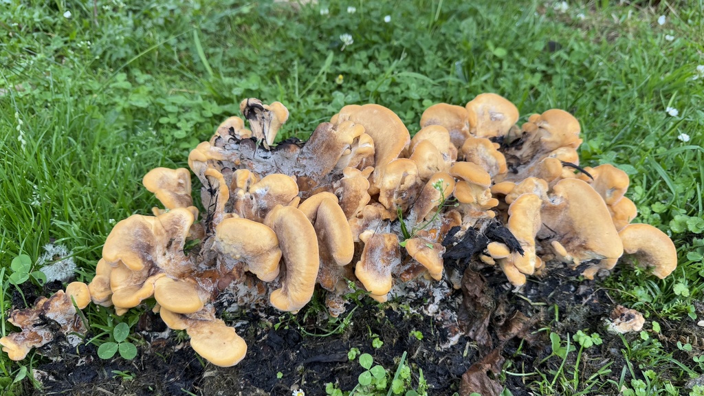 Meripilus giganteus · January 2025 · photo: © frankashwood (iNaturalist, cc-by)