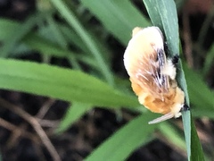 Megalopyge opercularis