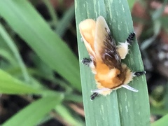 Megalopyge opercularis