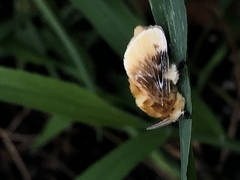 Megalopyge opercularis