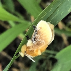 Megalopyge opercularis