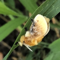 Megalopyge opercularis