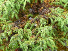 Juniperus communis charlottensis