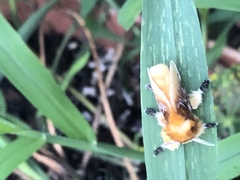 Megalopyge opercularis