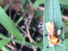 Megalopyge opercularis