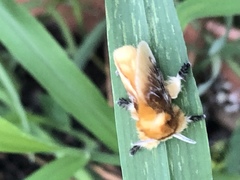 Megalopyge opercularis