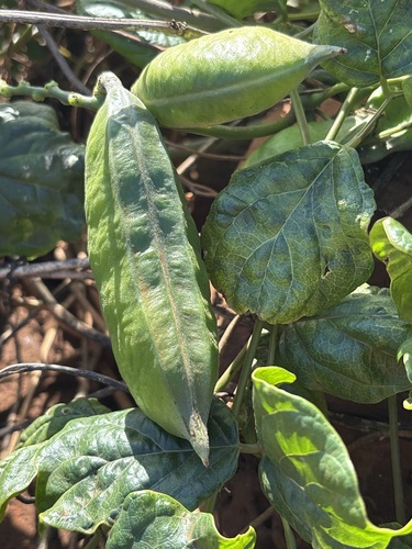 Canavalia cathartica