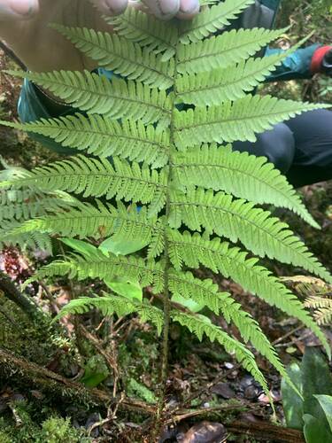 Dryopteris unidentata observed 2024-08-17