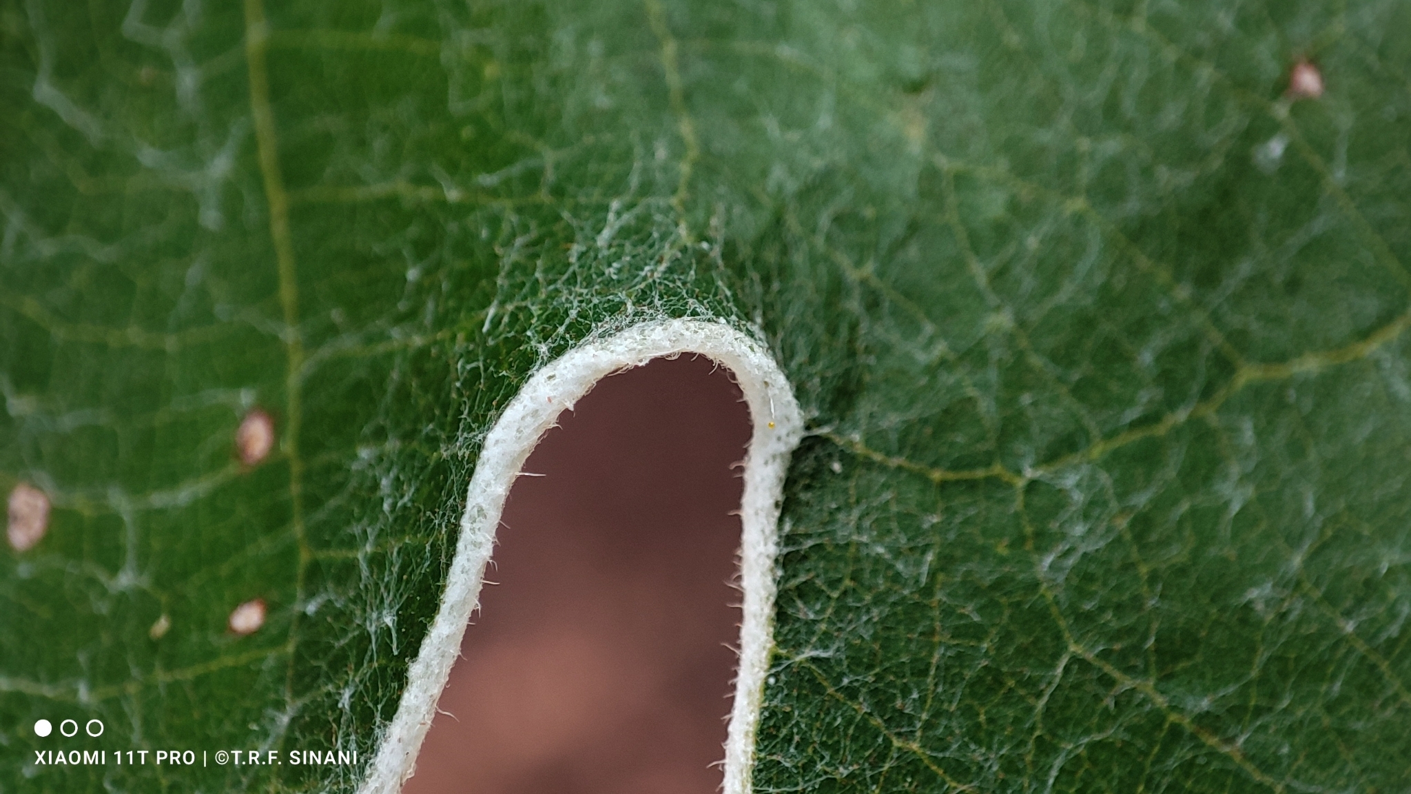 Imagem de Embaúba do brejo