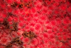 Corynactis californica