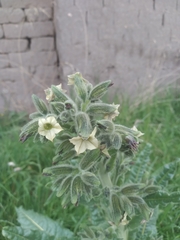 author not stated, no rights reserved Nicotiana undulata, photograph author not stated, no rights reserved
