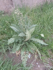 Nicotiana undulata, photograph author not stated, no rights reserved