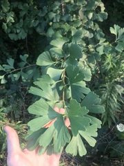 Ginkgo biloba