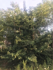 Ginkgo biloba