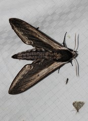 Sphinx drupiferarum