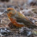 Cassia Crossbill - Photo (c) mwbirdco, some rights reserved (CC BY-NC), uploaded by mwbirdco