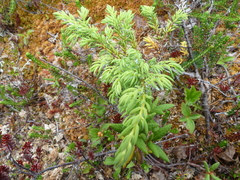 Juniperus communis charlottensis