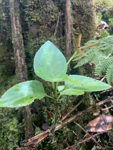 Viola robusta observed 2024-08-17