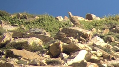 Tetraogallus himalayensis