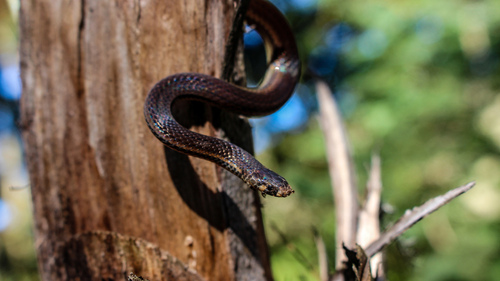 Photo of a Western Ground Snake (Atractus occidentalis)