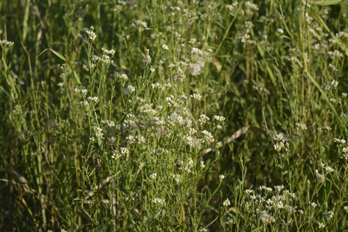 Image of Baccharis glutinosa by (c) María Zeta, some rights reserved (CC BY)