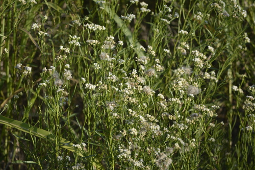 Image of Baccharis glutinosa by (c) María Zeta, some rights reserved (CC BY)
