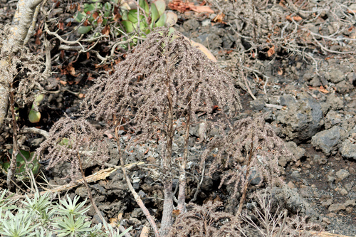 Aeonium davidbramwellii