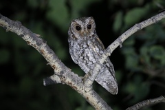 Psiloscops flammeolus
