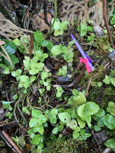 Anoectochilus sandvicensis observed 2024-08-18