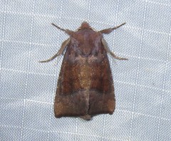 Parapamea buffaloensis