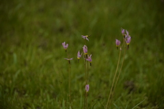 Primula tetrandra