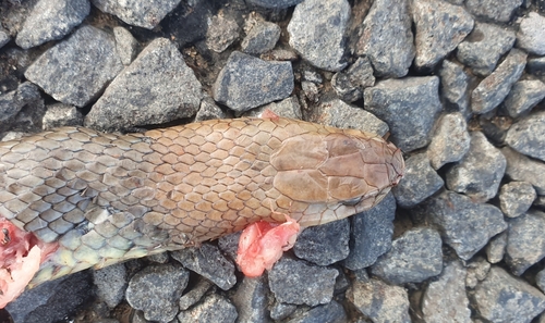 Eastern Brown Snake sighting