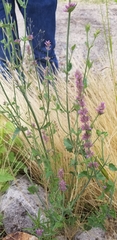 Agastache breviflora