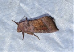 Parapamea buffaloensis