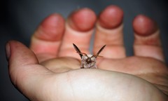 Phyllodesma americana