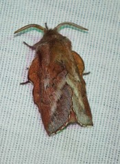 Phyllodesma americana