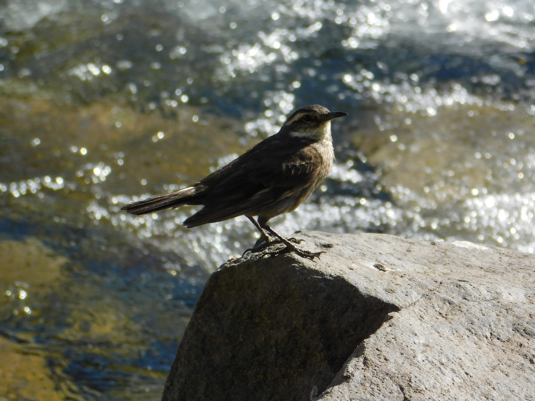Grey-flanked Cinclodes (Cinclodes oustaleti), photo 8