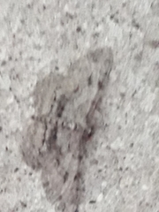 Iridopsis larvaria
