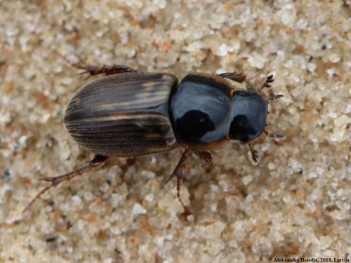 Melinopterus punctatosulcatus