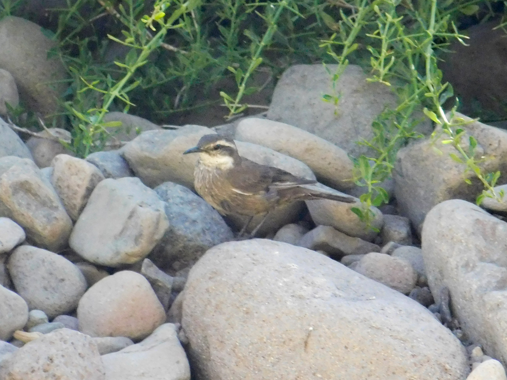 Grey-flanked Cinclodes (Cinclodes oustaleti), photo 10