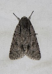 Acronicta radcliffei