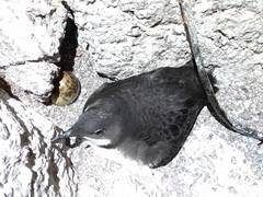 Synthliboramphus craveri