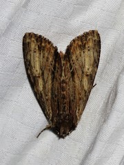 Apamea lignicolora