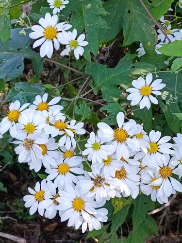 Montanoa bipinnatifida, photograph 6