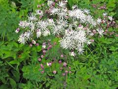 Thalictrum aquilegiifolium sibiricum